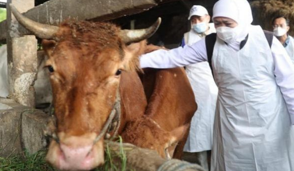 Jokowi Instructs Regional Lockdown to Prevent Transmission of Cattle Mouth and Nail Diseases